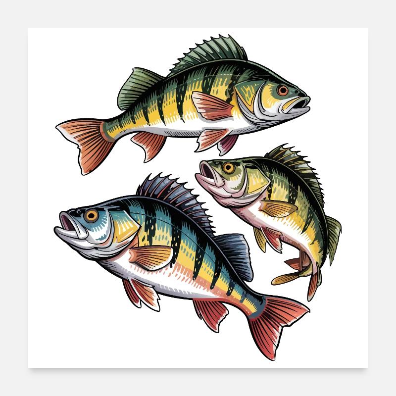 Barsch Motiv Poster 60x60 cm