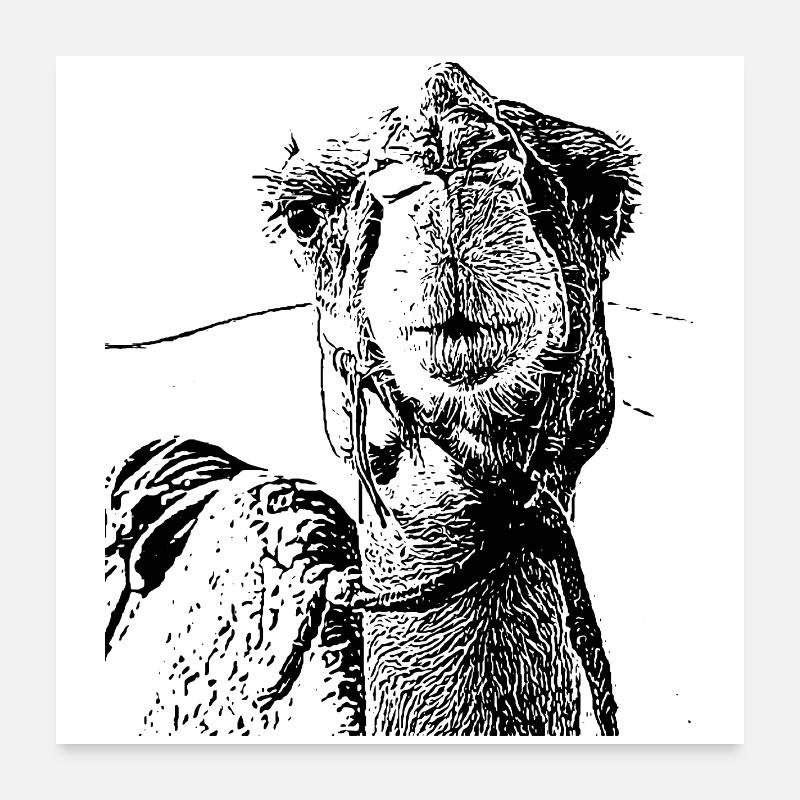 Kamel Poster 60x60 cm