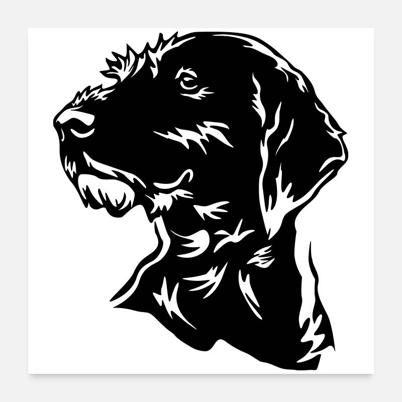 German Wirehaired Head Poster 24" x 24" (60x60 cm)