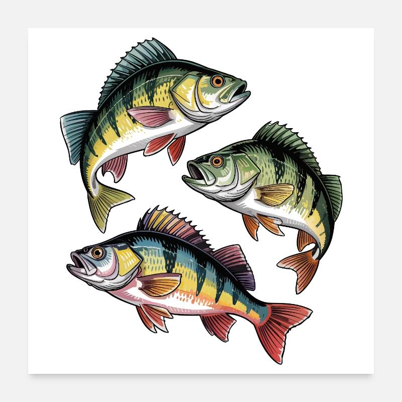 Pêche à la perche Poster 60 x 60 cm