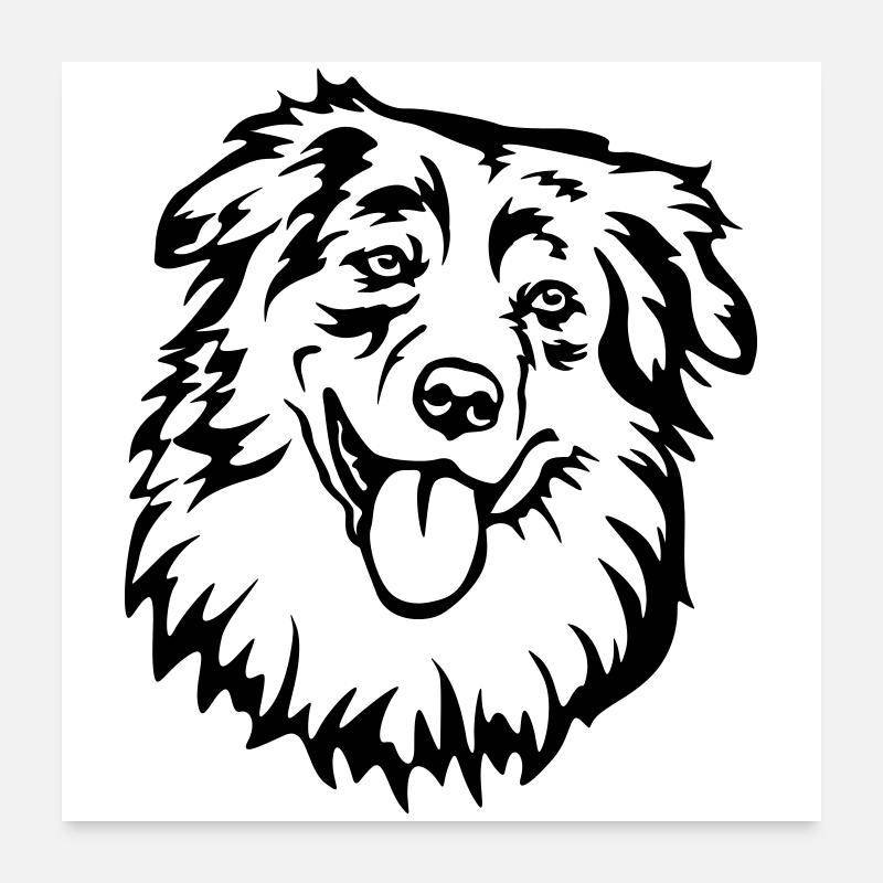 Australian Shepherd Kopf Poster 60x60 cm