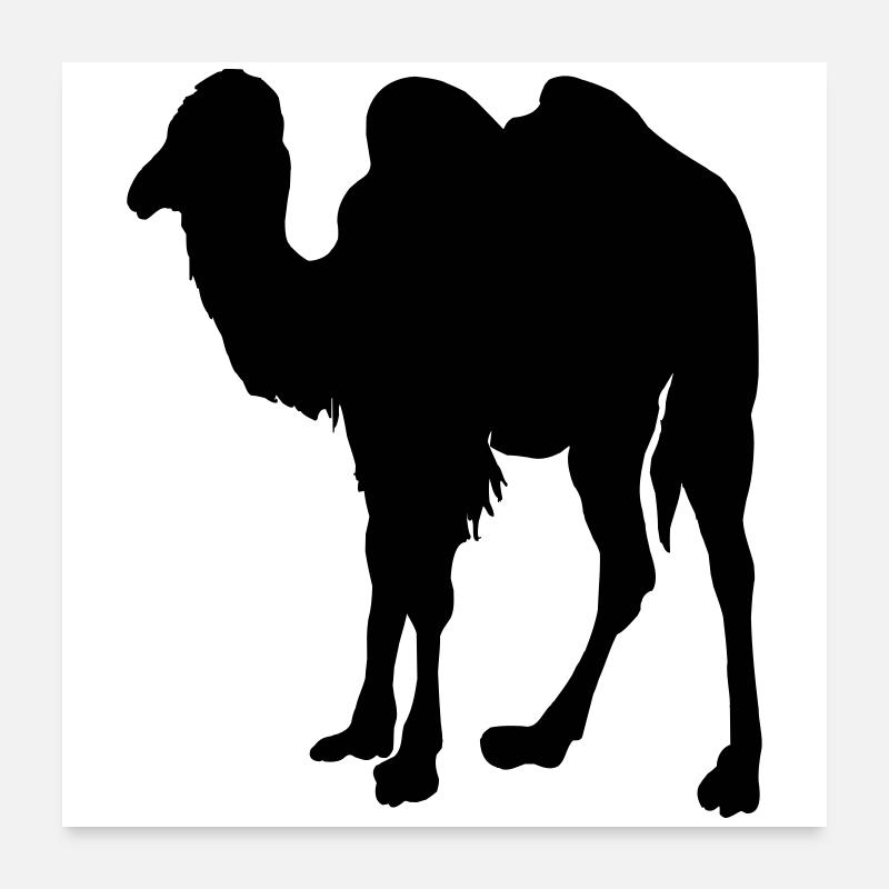 Camel, Camel Poster 24" x 24" (60x60 cm)