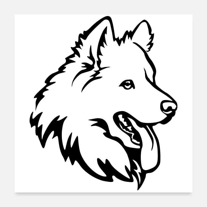 Samojede Kopf Poster 60x60 cm