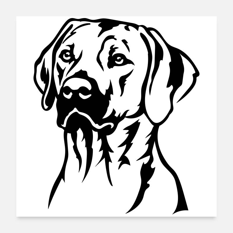 Rhodesian Ridgeback Kopf Poster 60x60 cm
