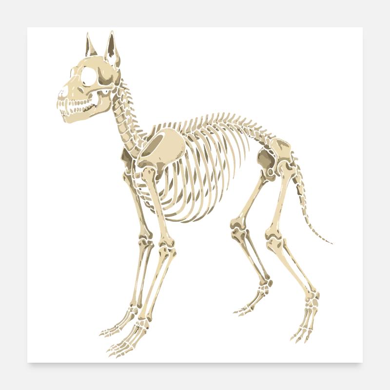 Plan du squelette canin Poster 60 x 60 cm
