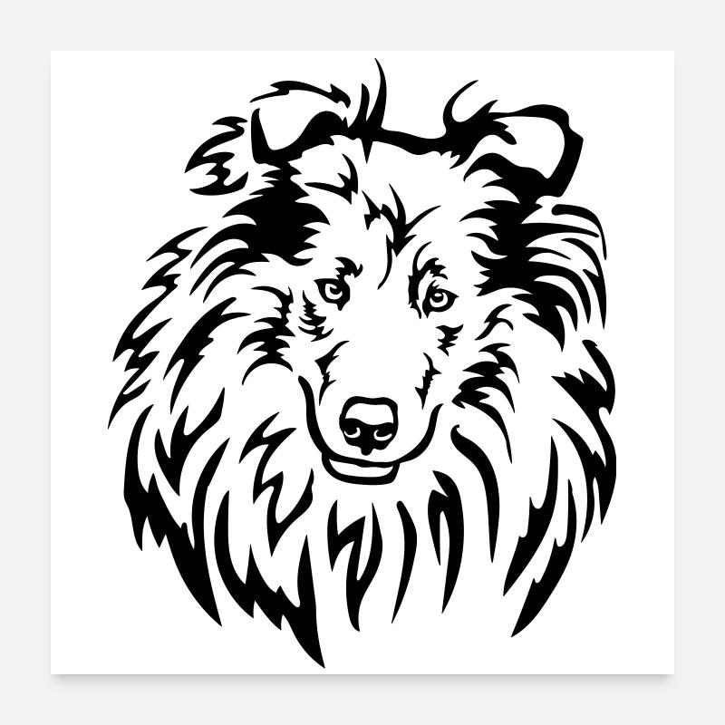 Tête de Collie Poster 60 x 60 cm