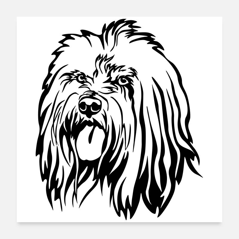 Tibet Terrier Head Poster 24" x 24" (60x60 cm)