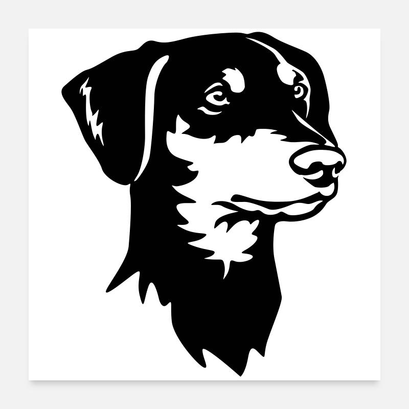 Deutscher Pinscher Kopf Poster 60x60 cm