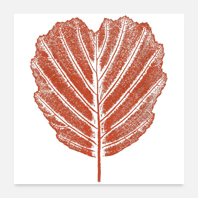 Alder Leaf - Botany Poster 24" x 24" (60x60 cm)