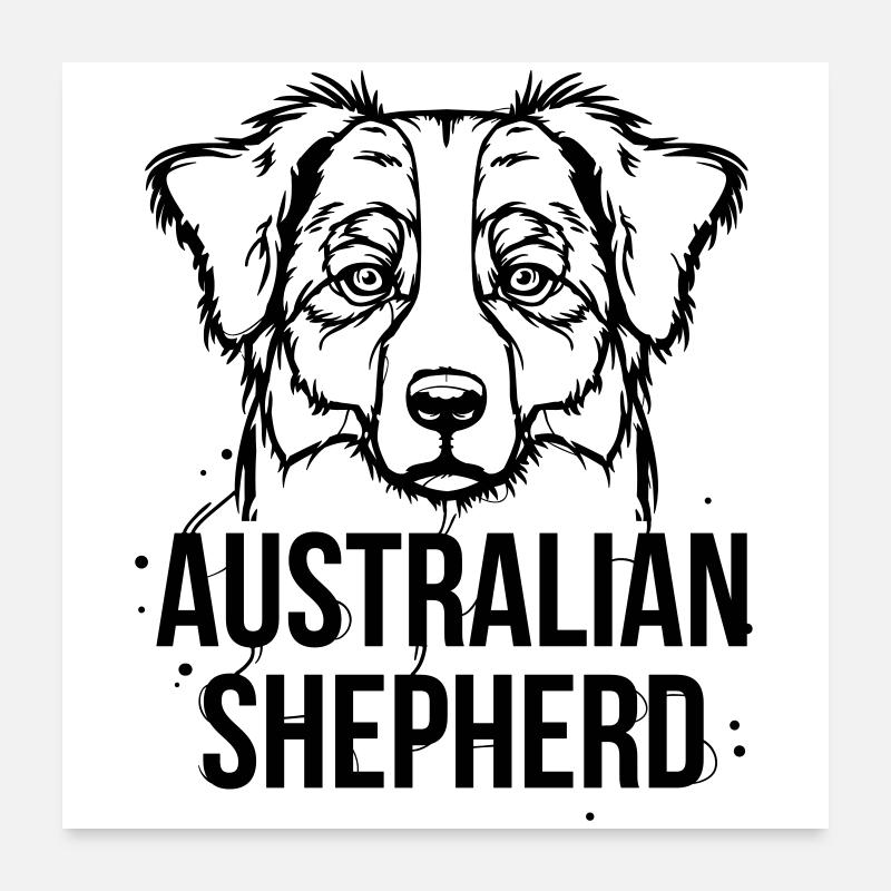 Australian Shepherd Poster 60x60 cm