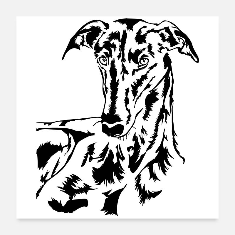 Galgo head Poster 24" x 24" (60x60 cm)