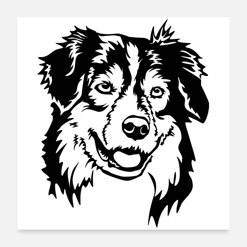 Australian Shepherd Head Poster 24" x 24" (60x60 cm)