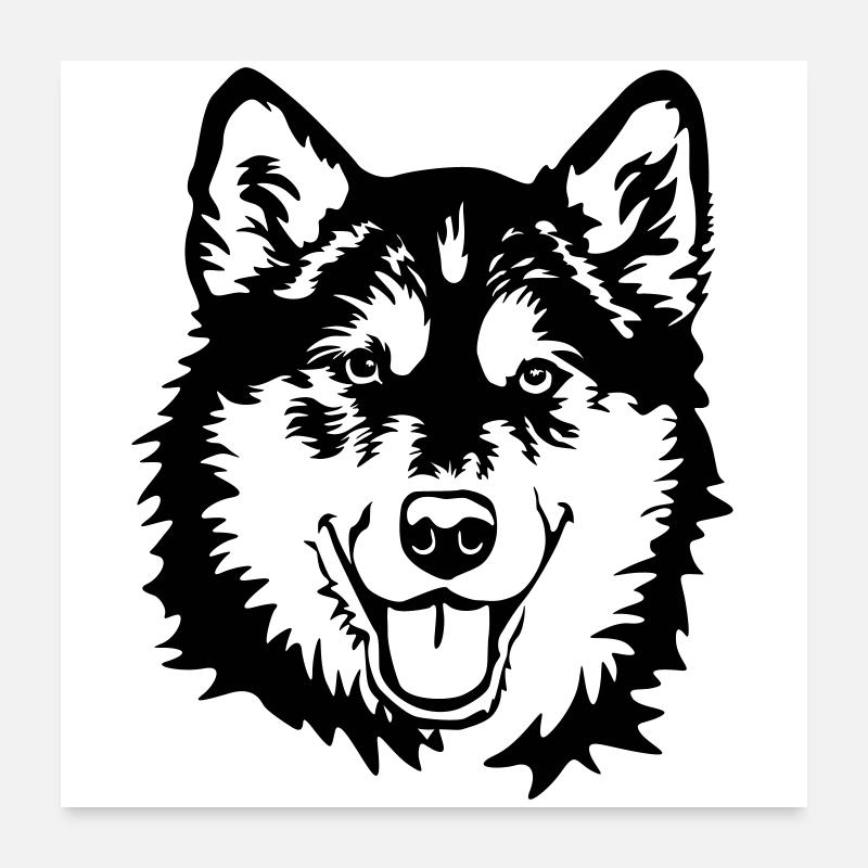 Alaskan Malamute Kopf Poster 60x60 cm