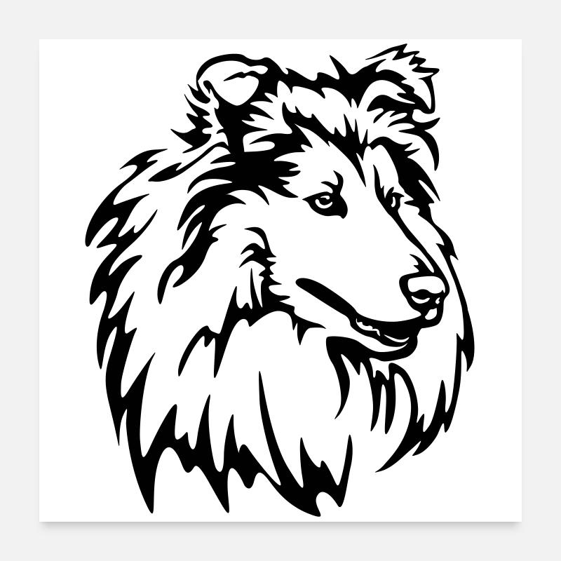 Collie Kopf Poster 60x60 cm