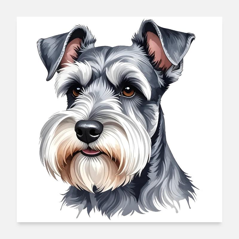 Schnauzer nain - Poster 60 x 60 cm - blanc