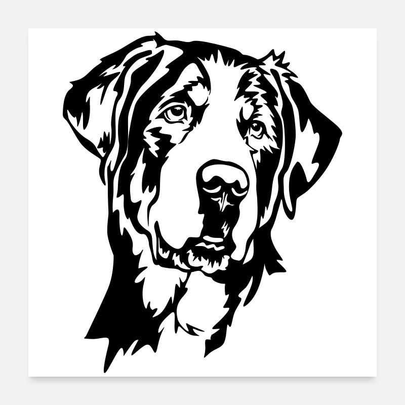 Großer Schweizer Sennenhund Kopf Poster 60x60 cm