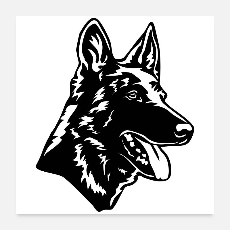 Hollandse Herder Kopf - Poster 60x60 cm - Weiß