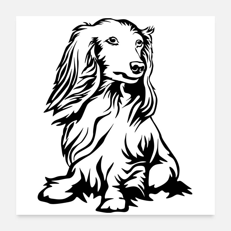 Dackel - Poster 60x60 cm - Weiß