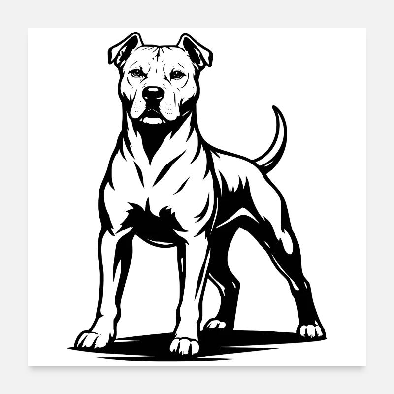 Pitbull dans une pose fière Poster 60 x 60 cm