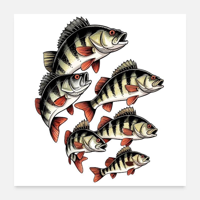 Perch school on black Poster 24" x 24" (60x60 cm)