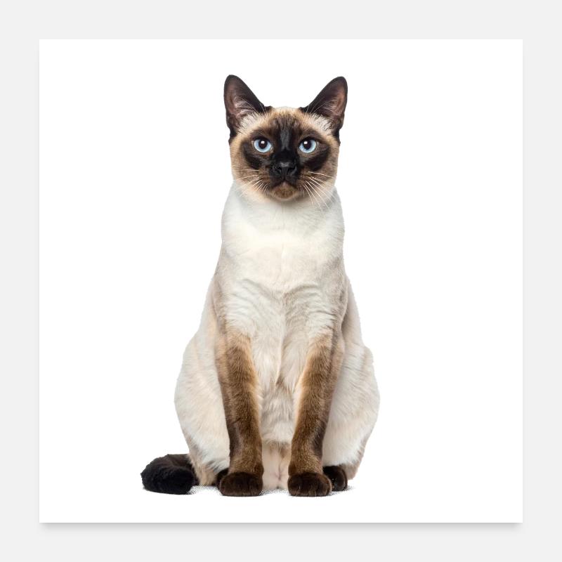 Siam Cat – Édition Good Pet Poster 60 x 60 cm