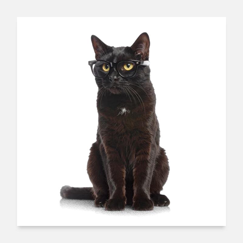 Chat noir avec des lunettes – Cool, intelligent et totalement K Poster 60 x 60 cm
