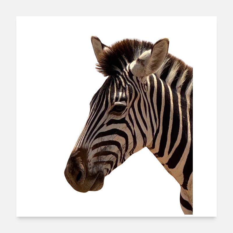 Tête de zèbre - Poster 60 x 60 cm - blanc