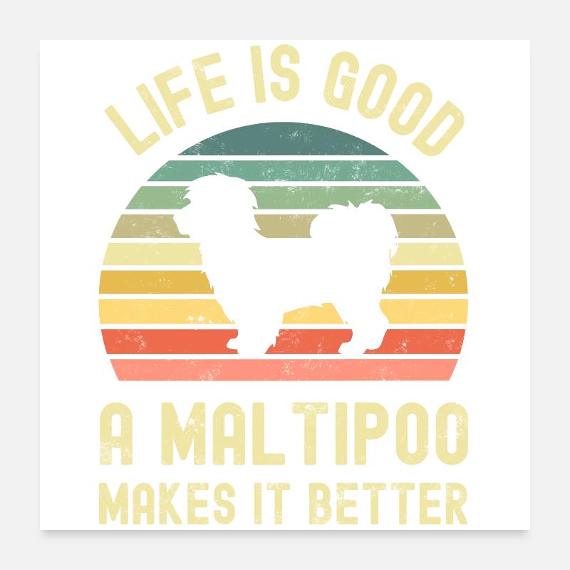 Hund Maltipoo Poster 60x60 cm