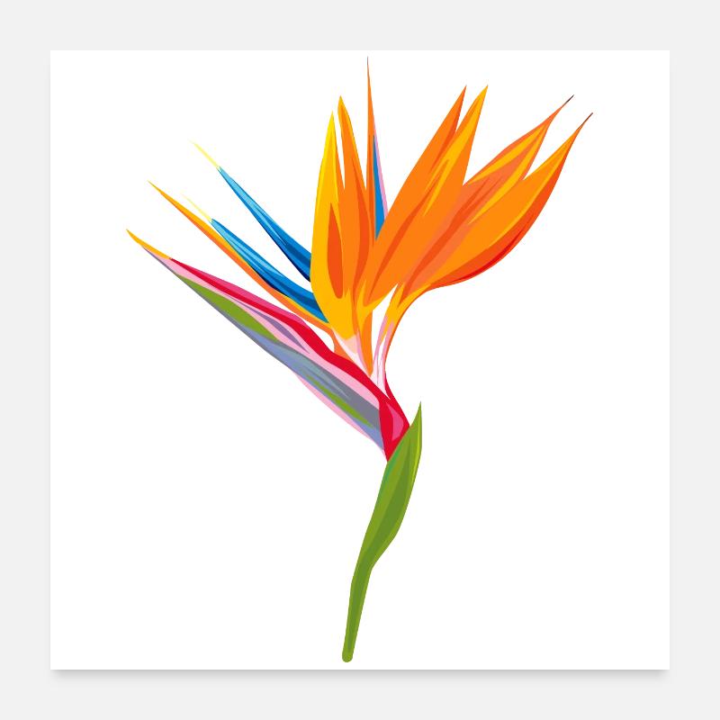 Oiseau de paradis Jeu de couleurs Poster 60 x 60 cm