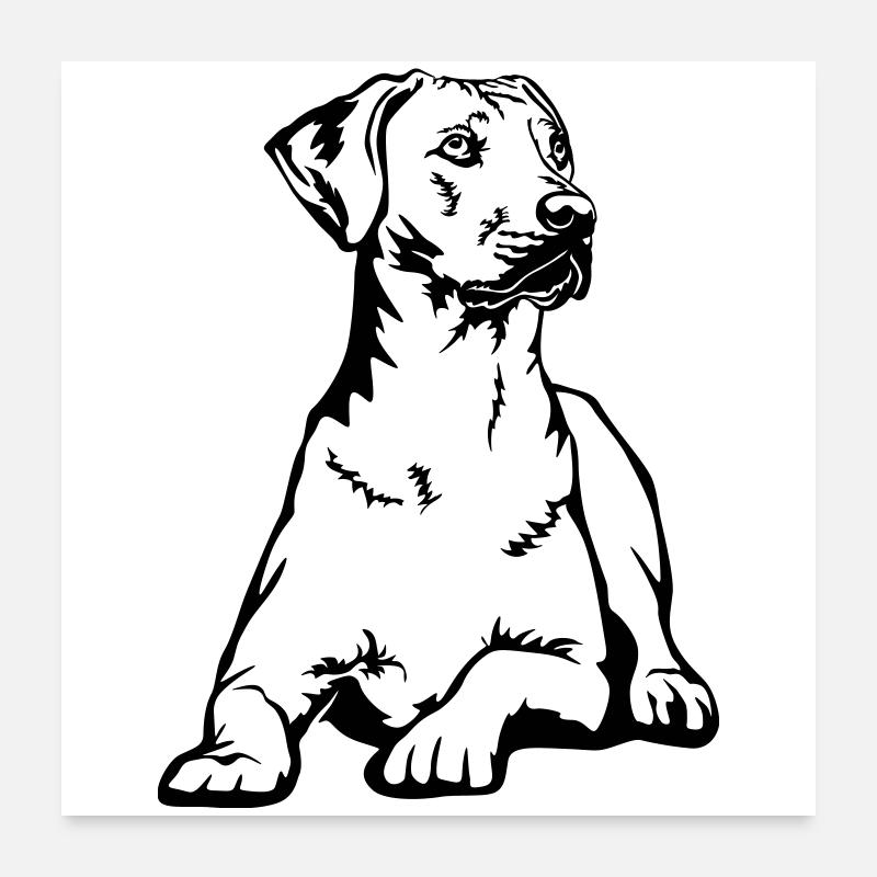 Rhodesian Ridgeback Poster 60 x 60 cm