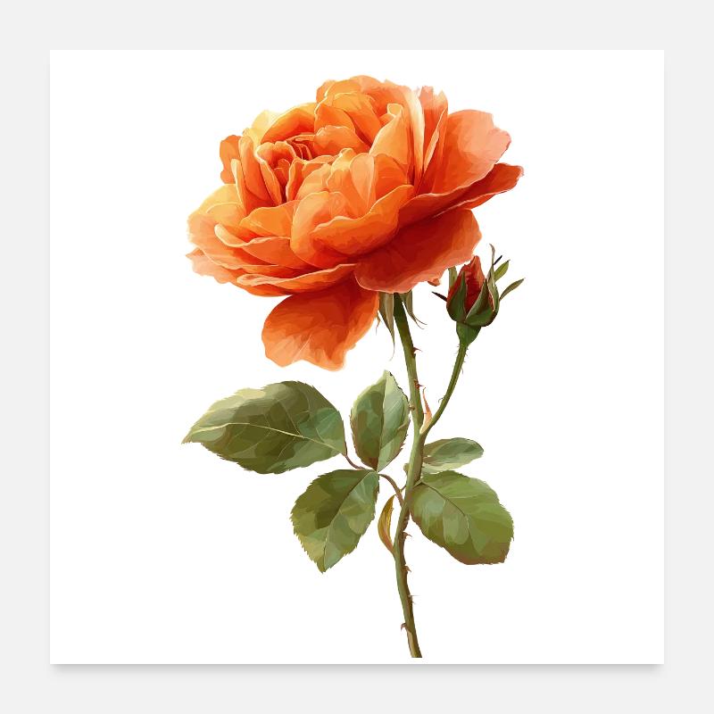 Orange Rose Poster 60x60 cm