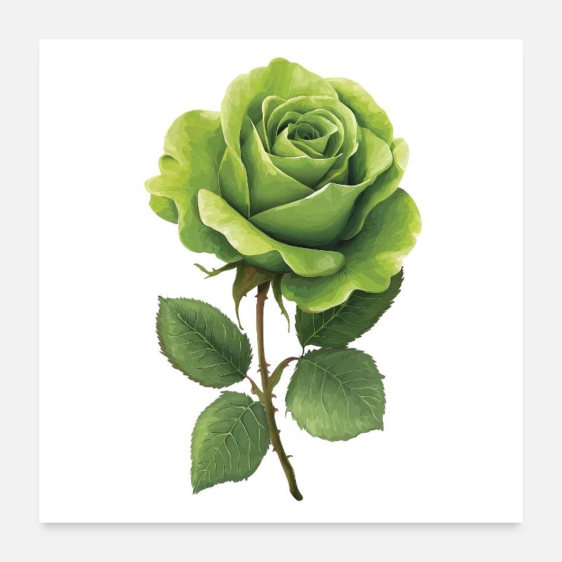 Rose verte Poster 60 x 60 cm