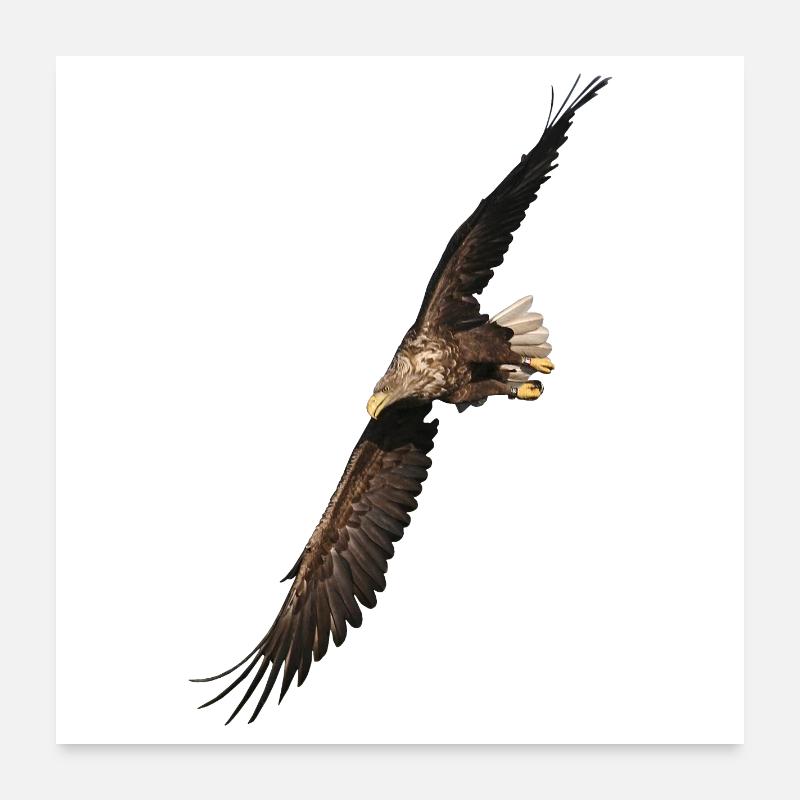 Seeadler - Poster 60x60 cm - Weiß