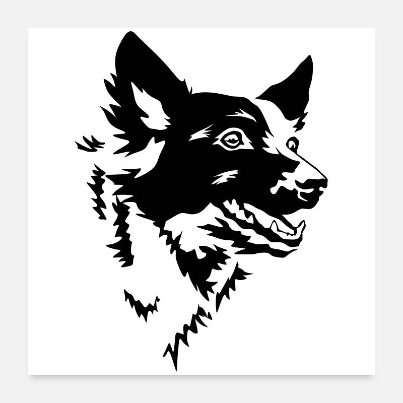 Mudi Kopf - Poster 60x60 cm - Weiß