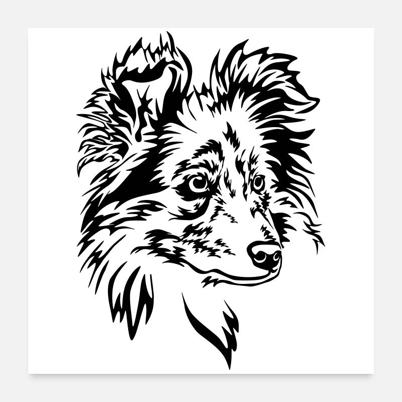 Sheltie Kopf - Poster 60x60 cm - Weiß
