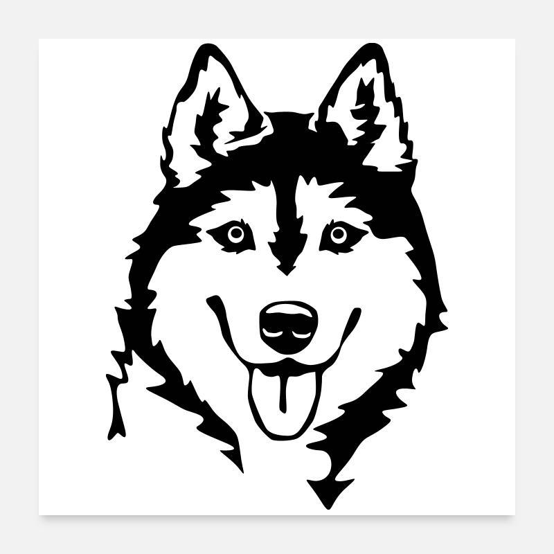 Husky Kopf Poster 60x60 cm
