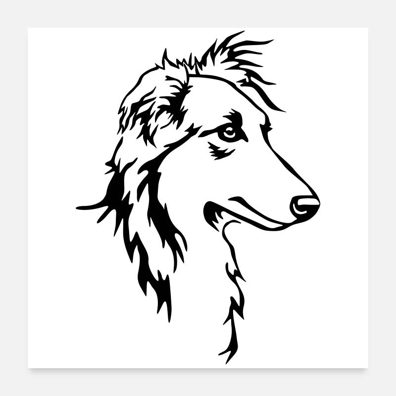 Tête de whippet cheveux longs Poster 60 x 60 cm