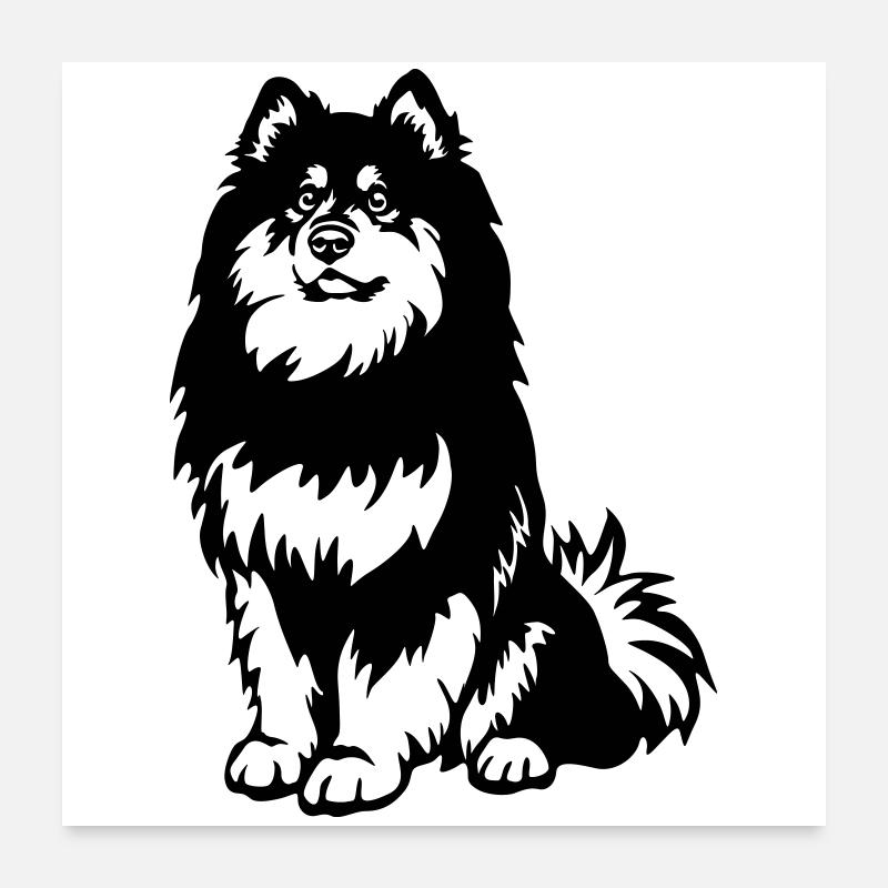 Finnischer Lapphund Poster 60x60 cm