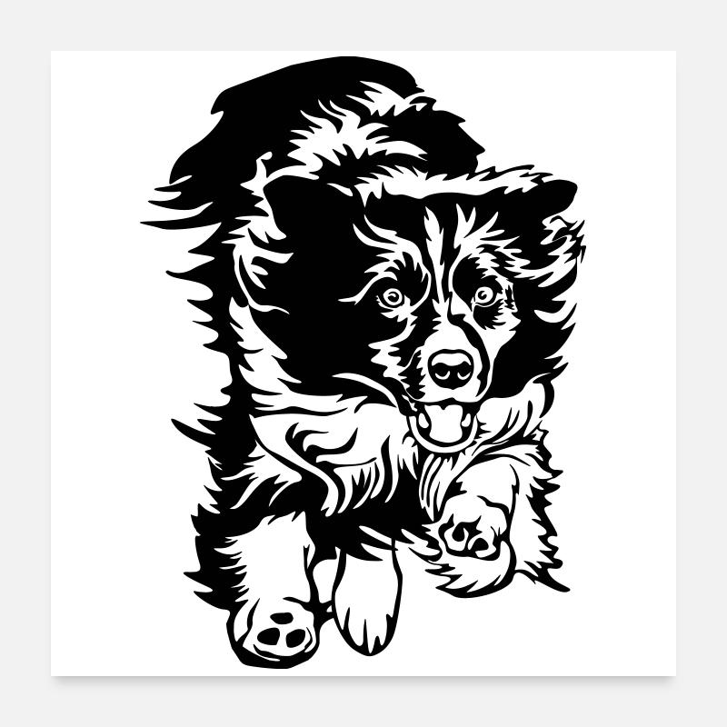 Border Collie - Poster 60x60 cm - Weiß
