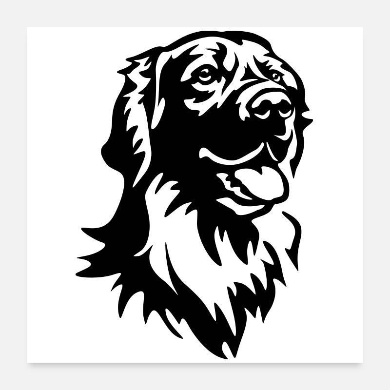 Hovawart Kopf Poster 60x60 cm