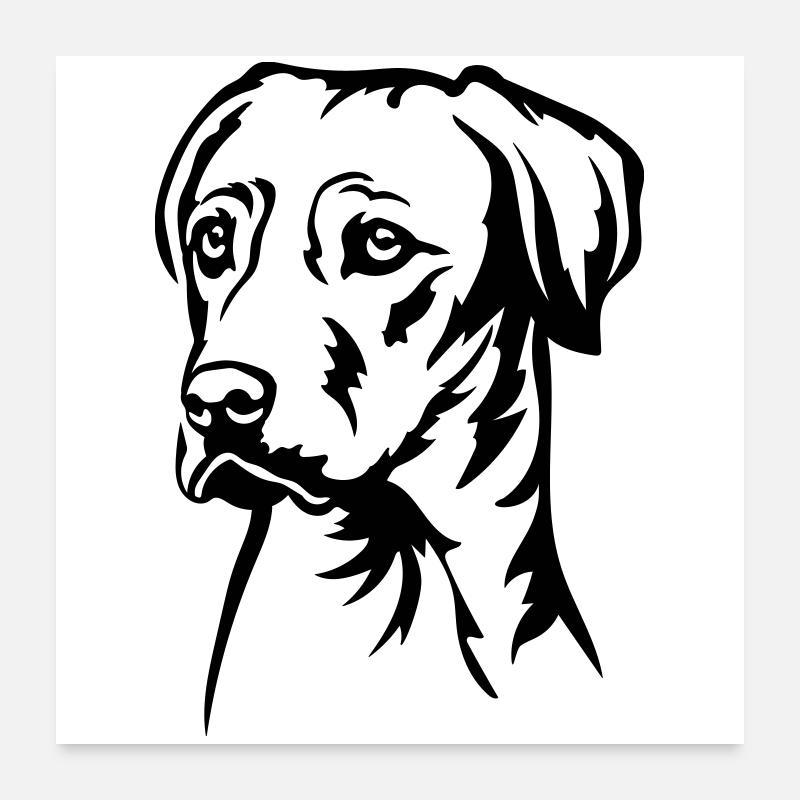 Rhodesian Ridgeback Kopf Poster 60x60 cm