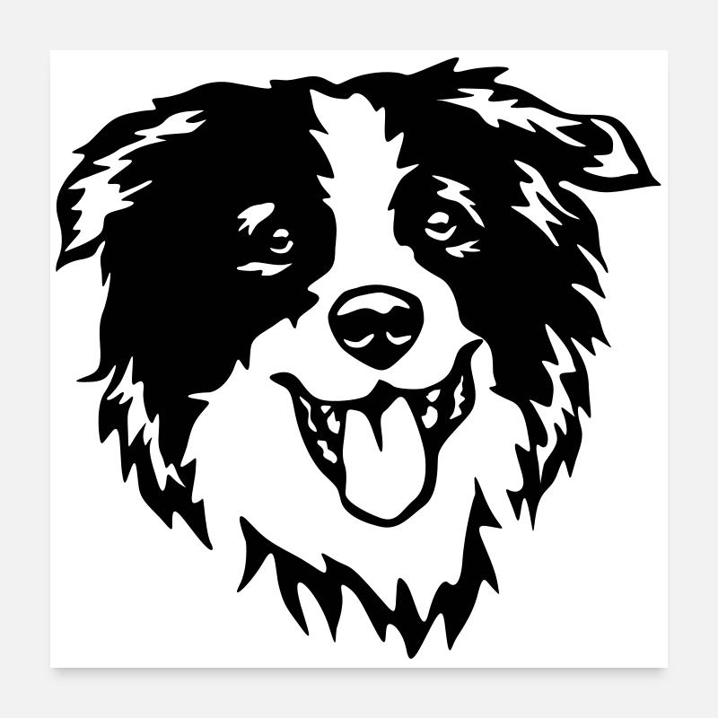 Tête de border collie Poster 60 x 60 cm