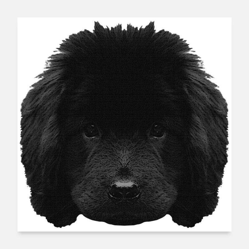 Chiot mignon, chiot Terre-Neuve, races de chiens Poster 60 x 60 cm