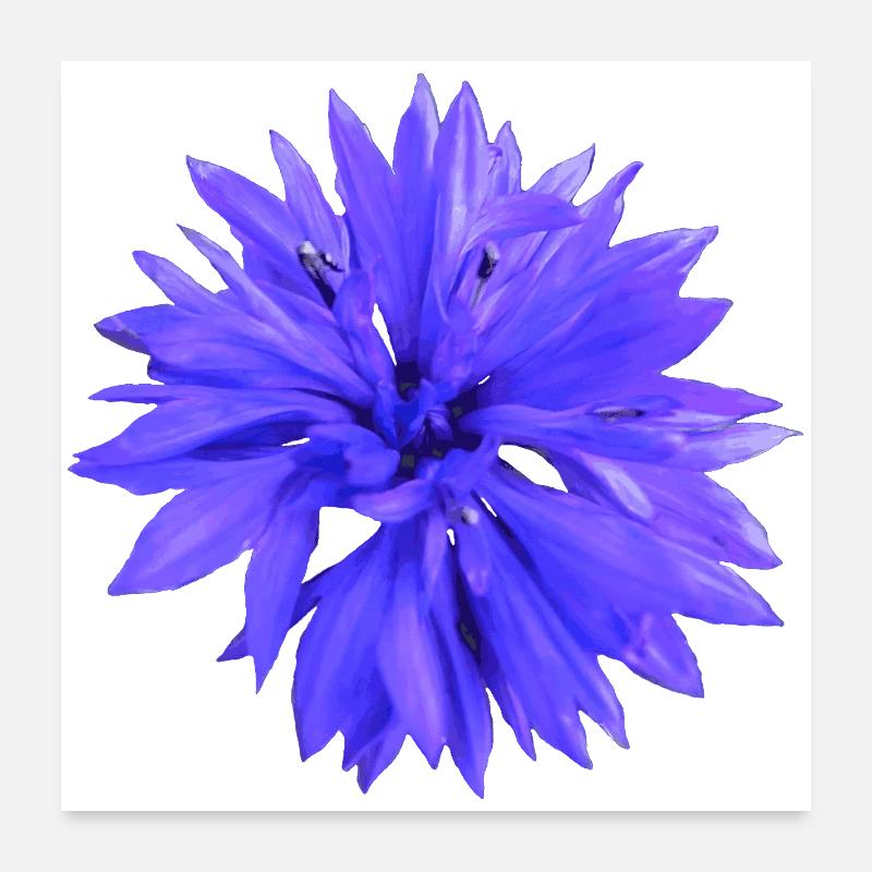 Cornflower Poster 24" x 24" (60x60 cm)