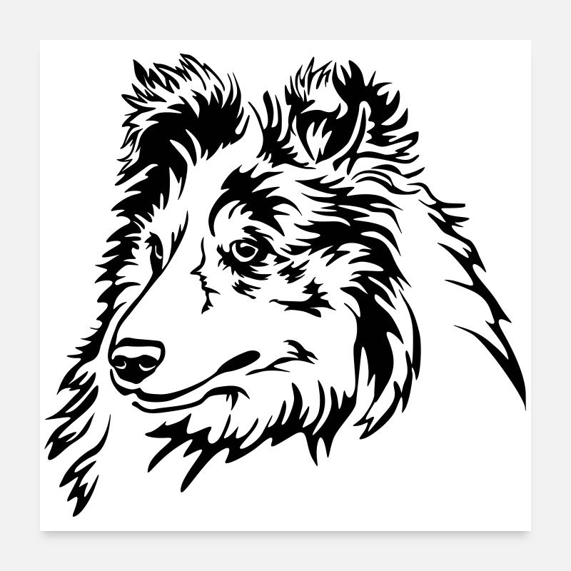 Sheltie Kopf - Poster 60x60 cm - Weiß