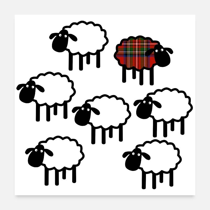 Moutons individuels écossais Poster 60 x 60 cm