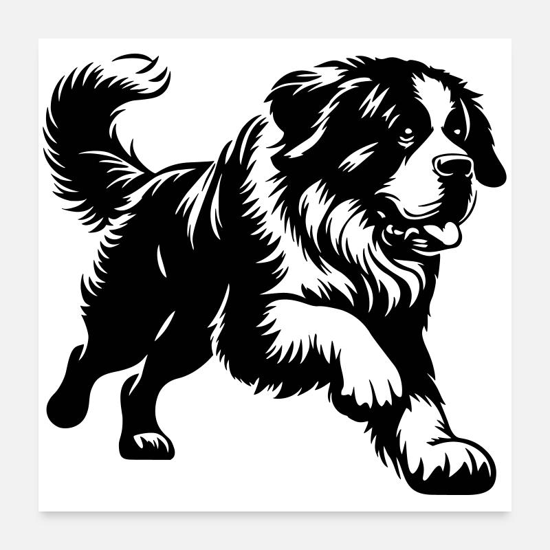 Bernhardiner Poster 60x60 cm