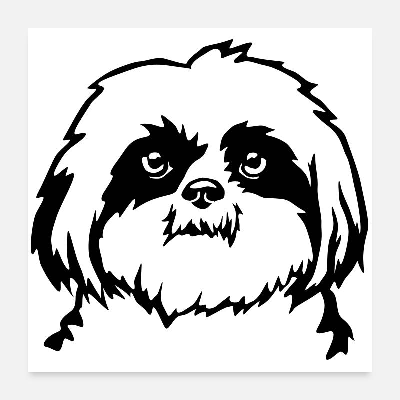 Tête de Shih Tzu Poster 60 x 60 cm