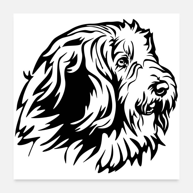 Bearded Collie Head Poster 24" x 24" (60x60 cm)