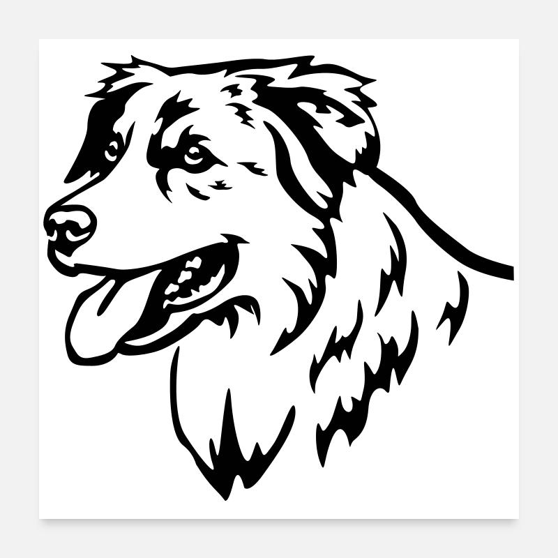 Australian Shepherd Kopf Poster 60x60 cm